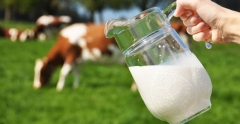 ANSVSA: Neconformități între ce scrie pe eticheta produselor lactate și ceea ce conțin de fapt