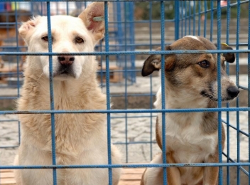 Primăria Târgoviște a inițiat o campanie de adopție a câinilor din adăpostul public