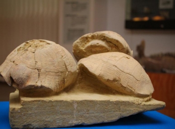 Țestoasele de Vaslui, expuse la muzeu