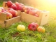 De ce ar trebui să consumăm un măr în fiecare zi