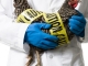 ANSVSA avertizează că gripa aviară ne va lăsa fără puiul de fiecare zi