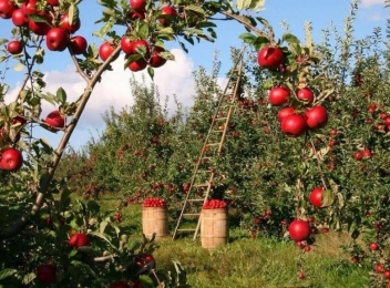 În satul Fântânele va avea loc, pe 22 octombrie, un Târg de mere cu degustare
