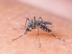 A crescut numărul persoanelor infectate cu virusul West Nile