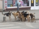 PROTEST al părinţilor faţă de problema câinilor maidanezi, vineri, în Piaţa Romană