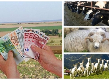 Guvernul a alocat o sumă de bani pentru crescătorii de animale