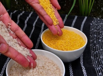 Utilizări inedite ale orezului