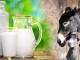Laptele de măgăriță - beneficii uimitoare 