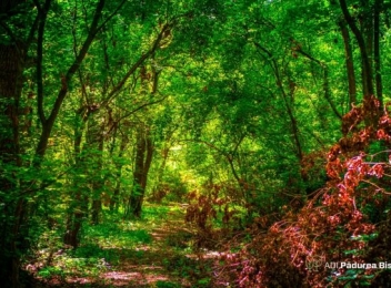 Pădurea Bistra – cea mai sălbatică din România