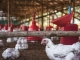 33.000 de păsări eutanasiate la o fermă din Giurgiu din cauza gripei aviare