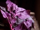 Loboda roșie - planta care previne problemele bilei și scoate grăsimea din corp
