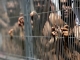Danemarca va închiria celule de închisoare în Kosovo
