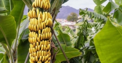 Cinci lucruri interesante pe care nu le știai despre banane