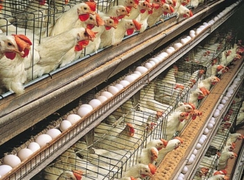 Se verifică transporturile de ouă și carne de pasăre care intră în țară, din cauza focarelor de gripă aviară din Ungaria