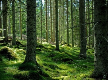 Pădurea de la Giumalău, cea mai mare pădure virgină de molid din Europa