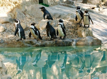 Grădina Zoologică din Brașov va fi prima din țară care va găzdui pinguini și foci
