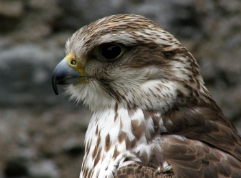 Soimul Dunarean sau Soimul Sacru (Falco Cherrug)