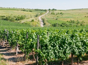 Circuitul viticol atrage mii de turisti straini in Romania