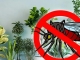 Cum să scapi de insecte cu soluții naturale
