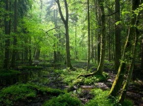 Strambu-Baiut, una dintre cele mai autentice păduri virgine din România