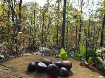Singura pădure de castani comestibili din Europa se află în România