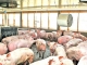 Efectivele de porci din România sunt tot mai mici din cauza pestei porcine