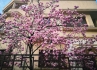 Curiozități și superstiții despre magnolii - florile feminității