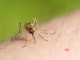 Semne ale infecției cu West Nile. Medicii avertizează să nu ignorăm înțepăturile de țânțari