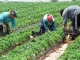 Gata cu restricțiile! Românii au “undă verde” la muncă în opt state europene