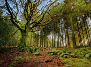 Pădurea Mociar - cea mai bătrână pădure din România