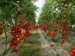 Fermierii înscriși în programul Tomata urmează să își primească banii
