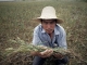 China mărește culturile de porumb și soia modificate genetic