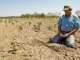 Ministrul Agriculturii - Când și cu cât vor fi despăgubiți fermierii afectați de secetă